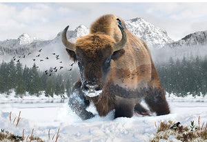 Call Of The Wild 31" x 43" Bison Digital Panel W5376-555 from Hoffman by the panel