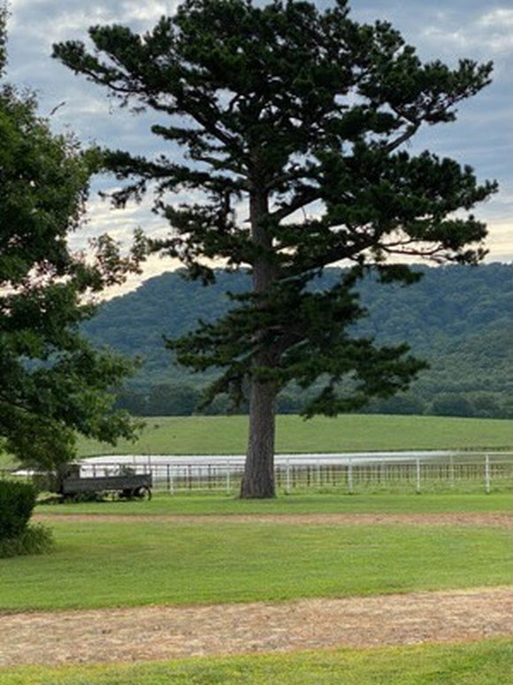 The Lonesome Pine Dream