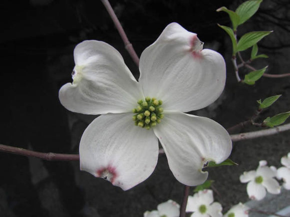 The Story of The Easter Dogwood--Truth or Legend?