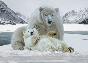 Call Of The Wild 31" x 43" Frost Polar Bears Digital Panel W5375-113 from Hoffman by the panel
