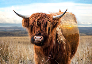 Call Of The Wild 30" x 42" Highland Cow Digital Panel W5422-39-Rust from Hoffman by the panel