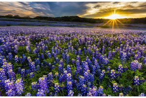 Sun Up To Sun Down 43" x 28" Blue Bonnet Digital Panel P4690-647 from Hoffman by the panel