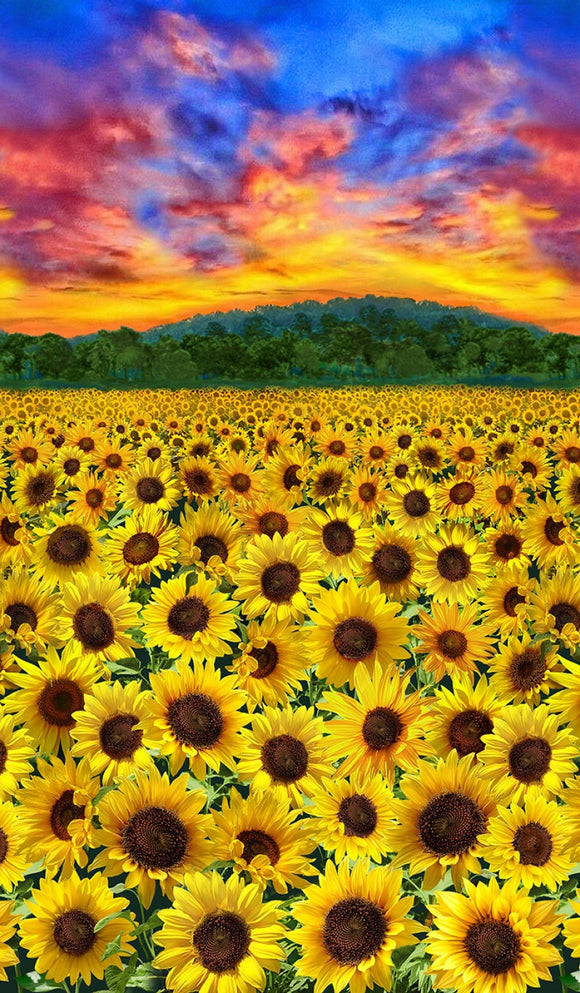 Sunflower Sunset 24